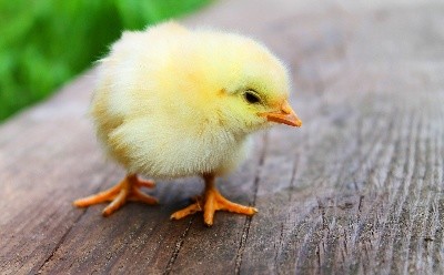 小鸡也疯狂能提现吗？小鸡也疯狂红包版靠谱吗？